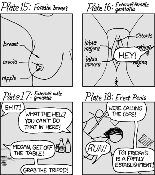 Initially, the reader is shocked by the crude drawings of explicit sexual genitalia. However, the reader is somewhat calmed when it is apparent that they are academic anatomical diagrams. This calm is interrupted, though, when it becomes apparent that the images are being taken in a TGI Fridays restaurant on a dining table and that drawings of an erect penis would have been displayed if someone at the restaurant didn&rsquo;t catch them, causing them to flee.
The author also notes that he thinks this may be how the anatomical photos on Wikipedia may really be taken, and that you can&rsquo;t tell they&rsquo;re in a place such a restaurant due to careful cropping of the photos.